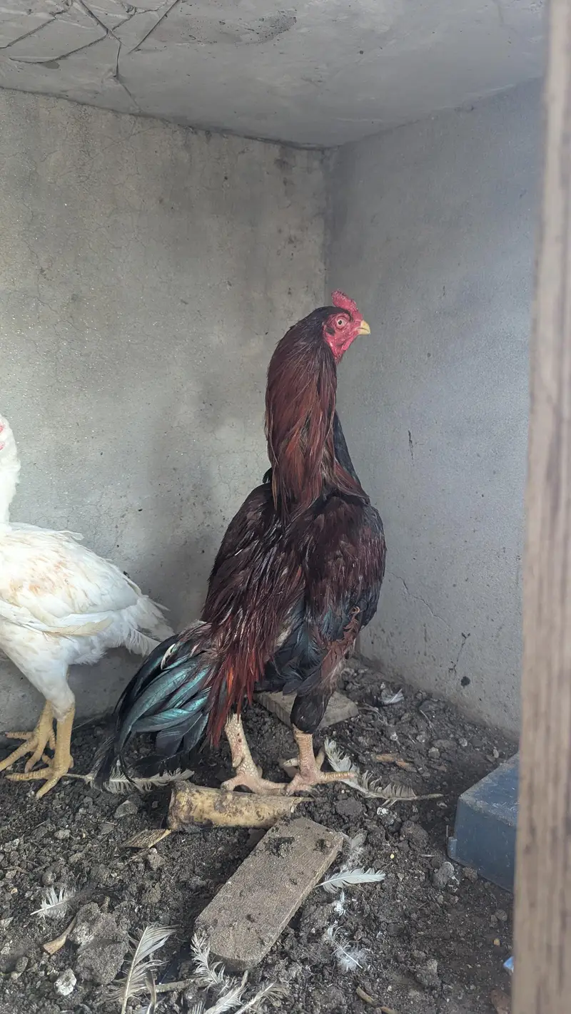 LAKHA ASEEL MALE — photo 3