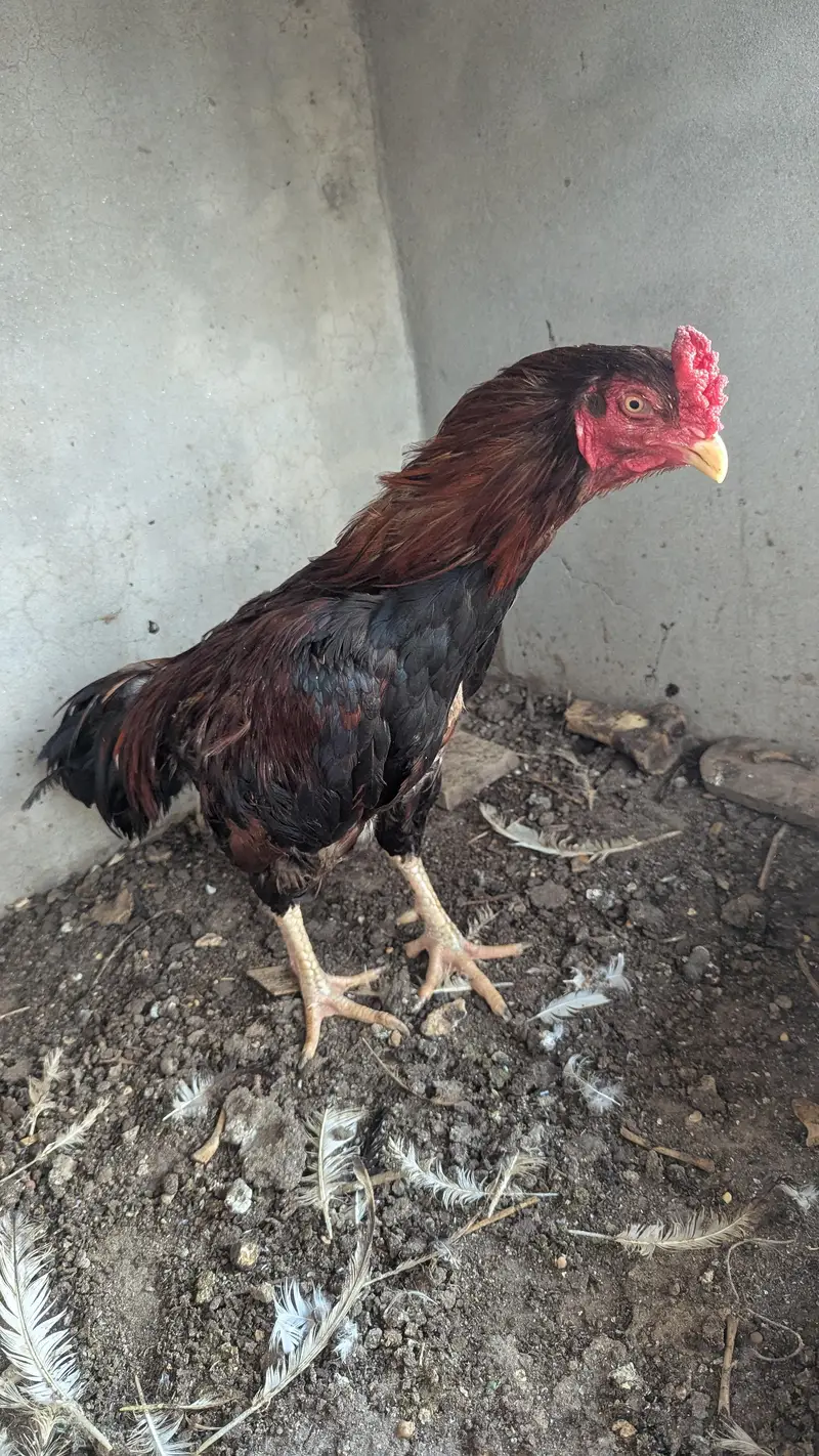 LAKHA ASEEL MALE — photo 4