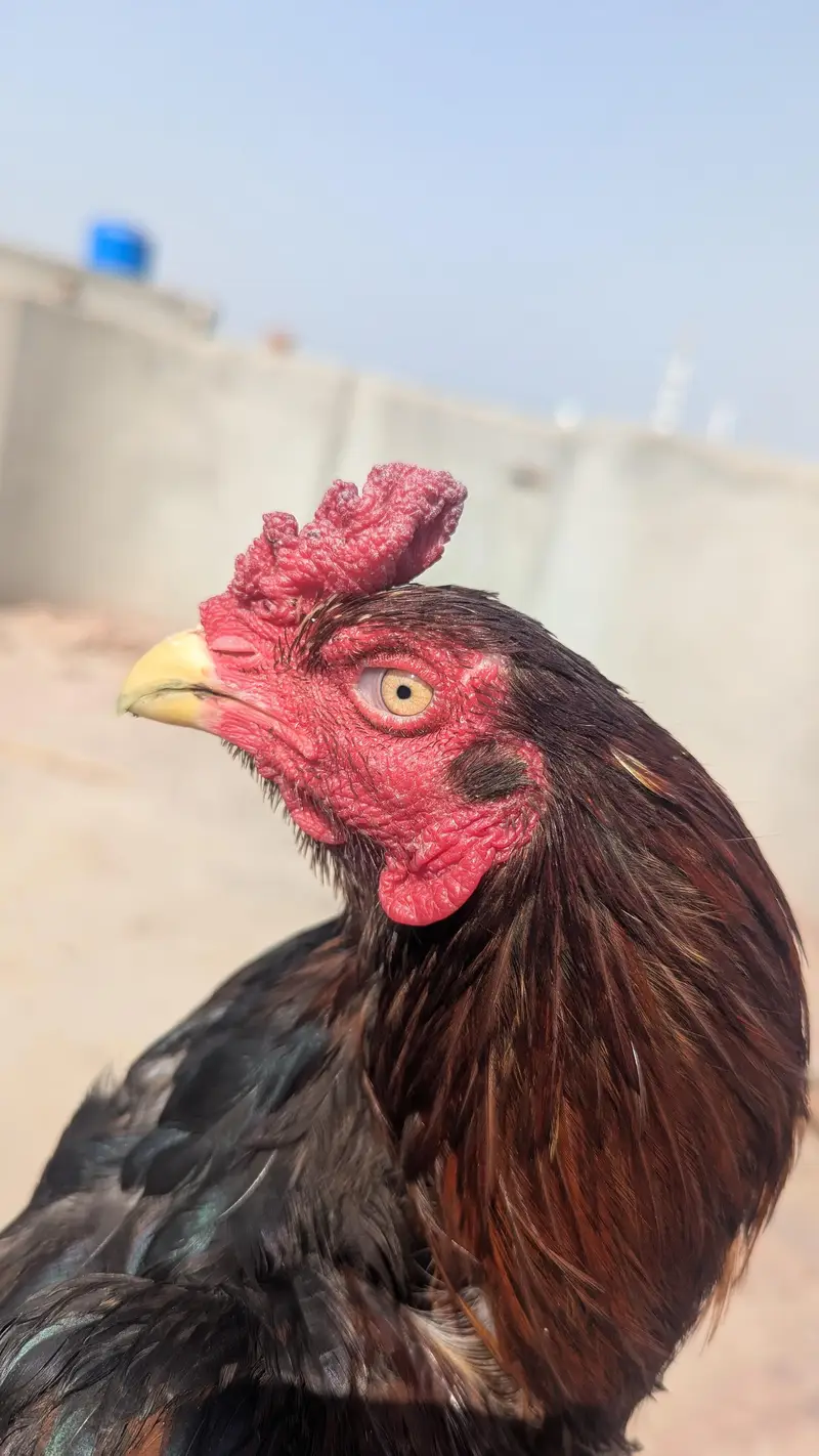 LAKHA ASEEL MALE — photo 7