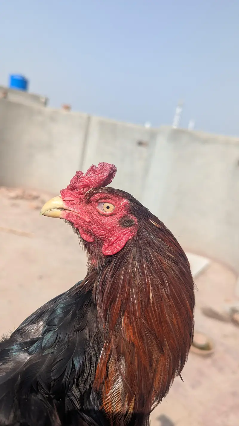 LAKHA ASEEL MALE — photo 8