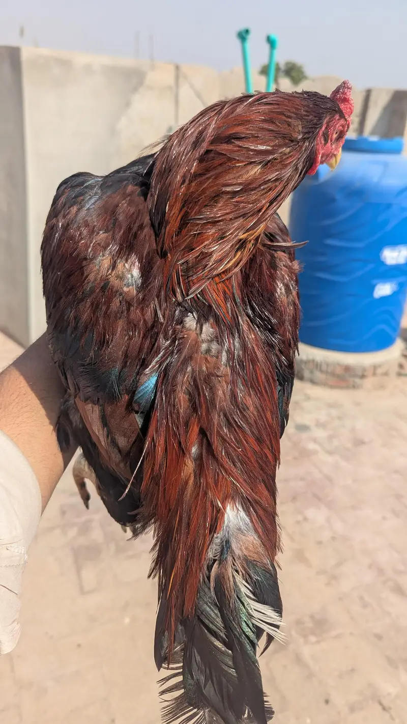 LAKHA ASEEL MALE — photo 9