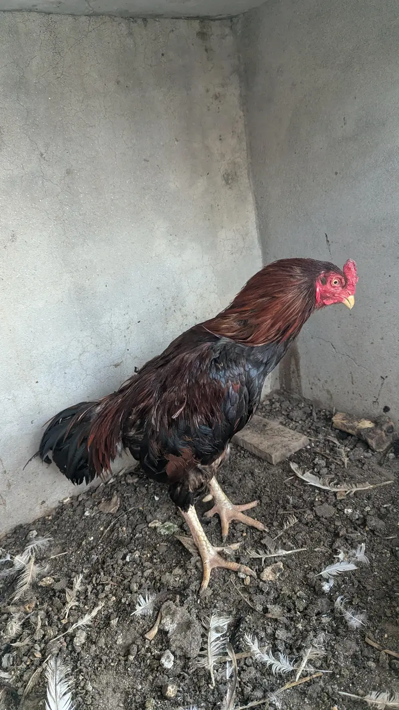 LAKHA ASEEL MALE — photo 10