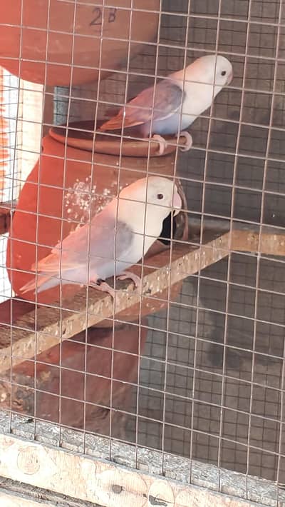 Red Eye Lovebird Pair | Beautiful Mutation | Healthy Pair