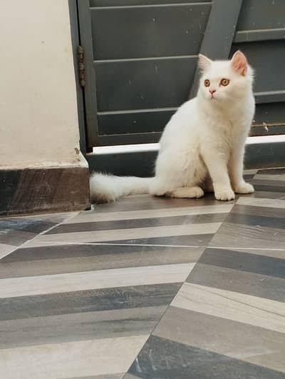 Cat for sale number 03058968293 WhatsApp/sim