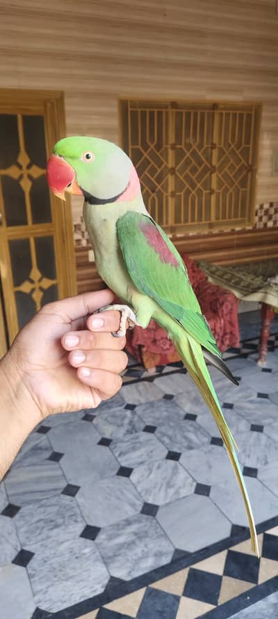 Raw parrot breeder pair - male talking and hand tamed