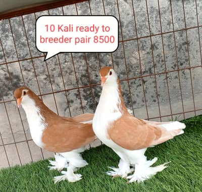 fancy pigeon | kabutar| Jacobin|  frillback saddle | amarican fantail|