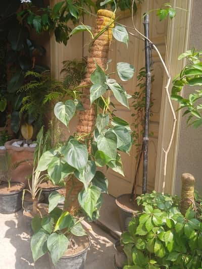 Best home garden plants available at Pwd Islamabad