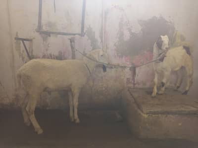 dumba or bakra