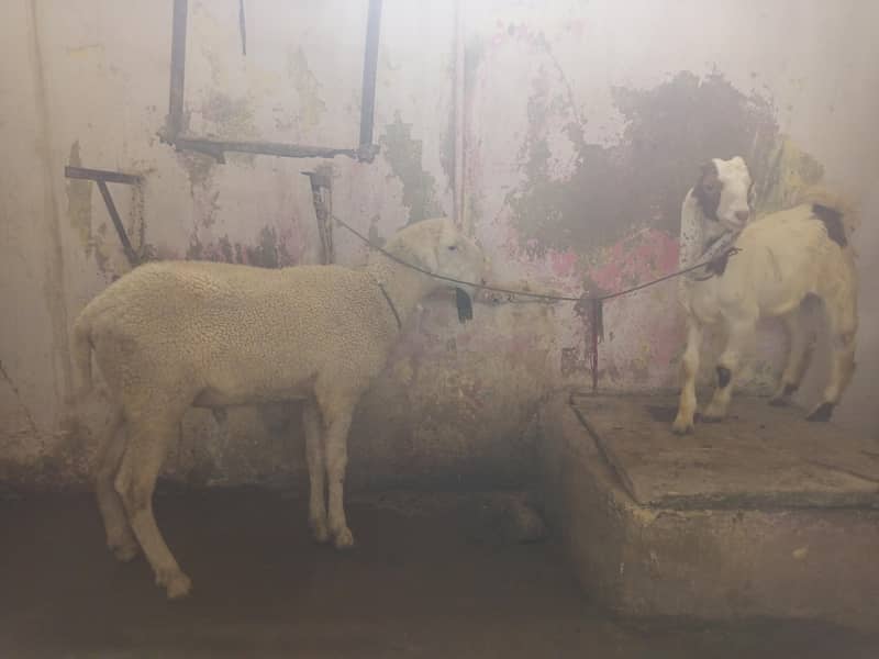 dumba or bakra 0
