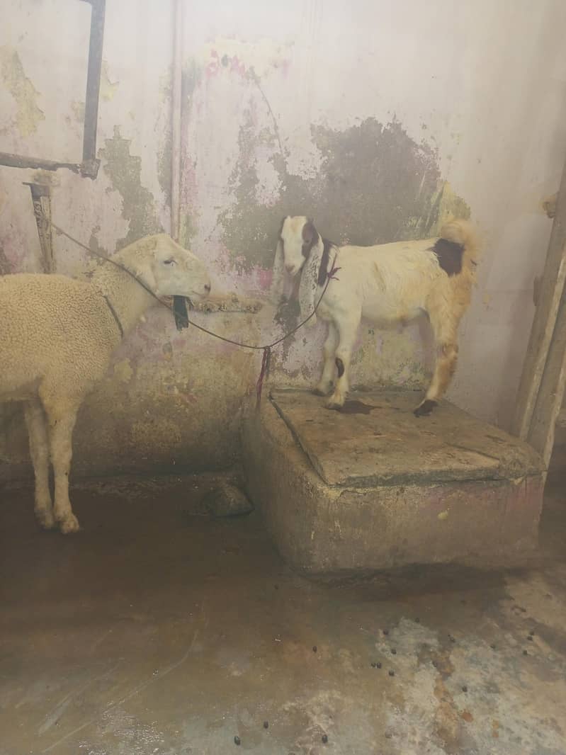dumba or bakra 1