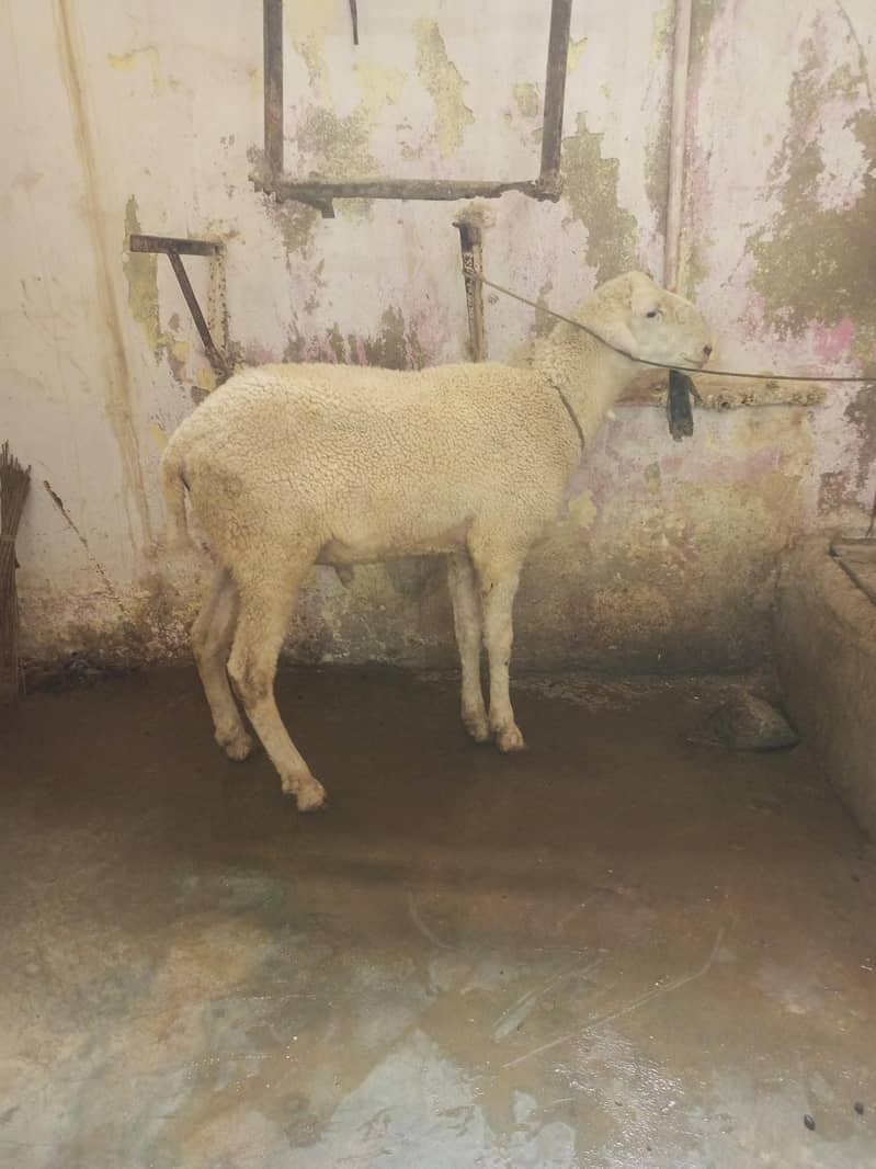 dumba or bakra 2