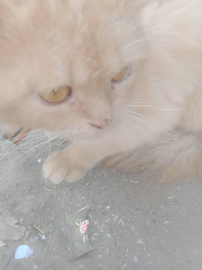 bila ha 1