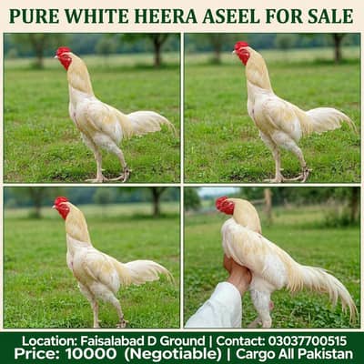 Pure white Heera  Aseel murga for sales Faisalabad