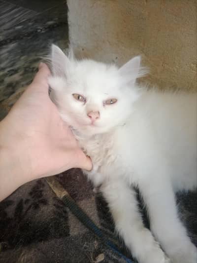 Cute Baby Kittens for Sale