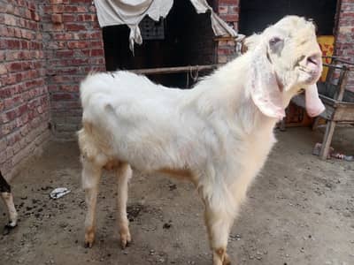 breeder rajanpori  or 2 bkriya