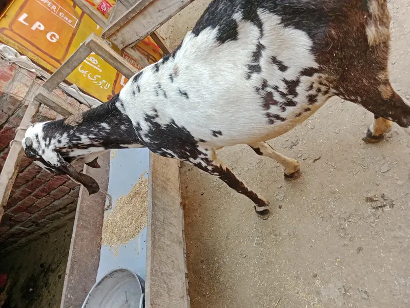 breeder rajanpori  or 2 bkriya — photo 2