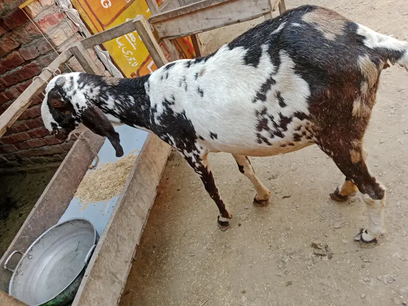 breeder rajanpori  or 2 bkriya — photo 3