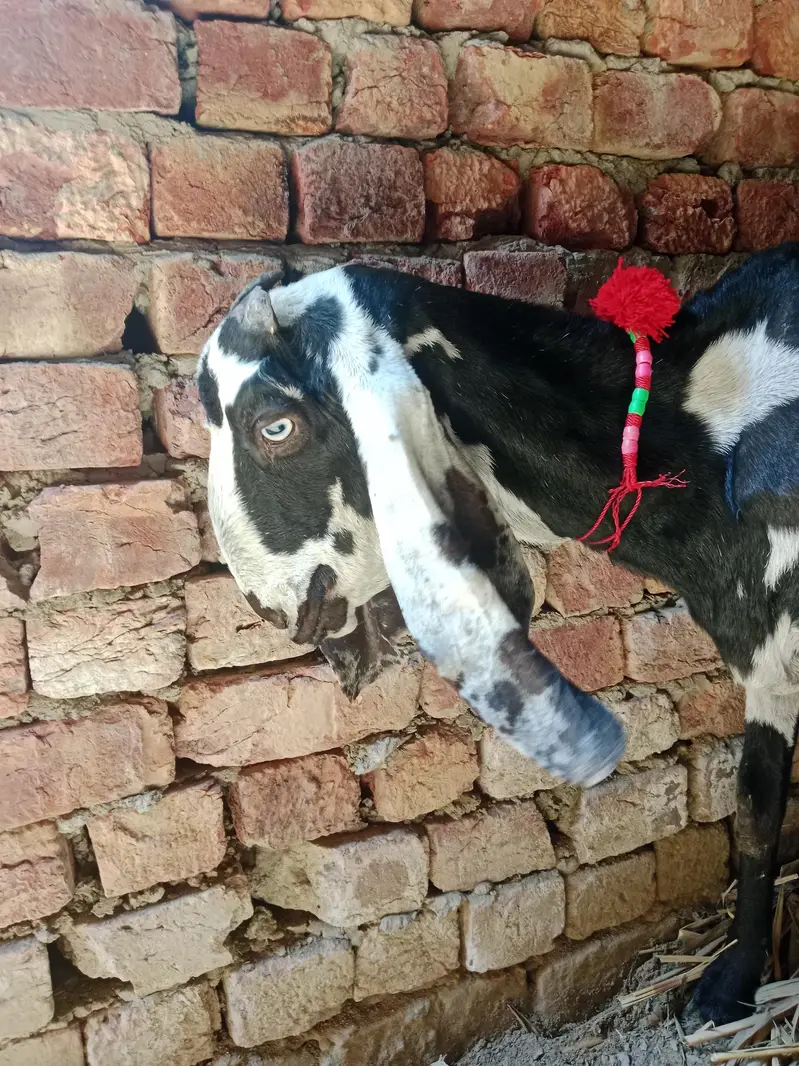 breeder rajanpori  or 2 bkriya — photo 4