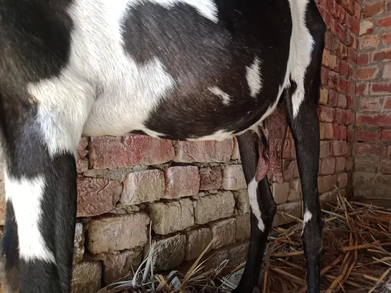 breeder rajanpori  or 2 bkriya — photo 5