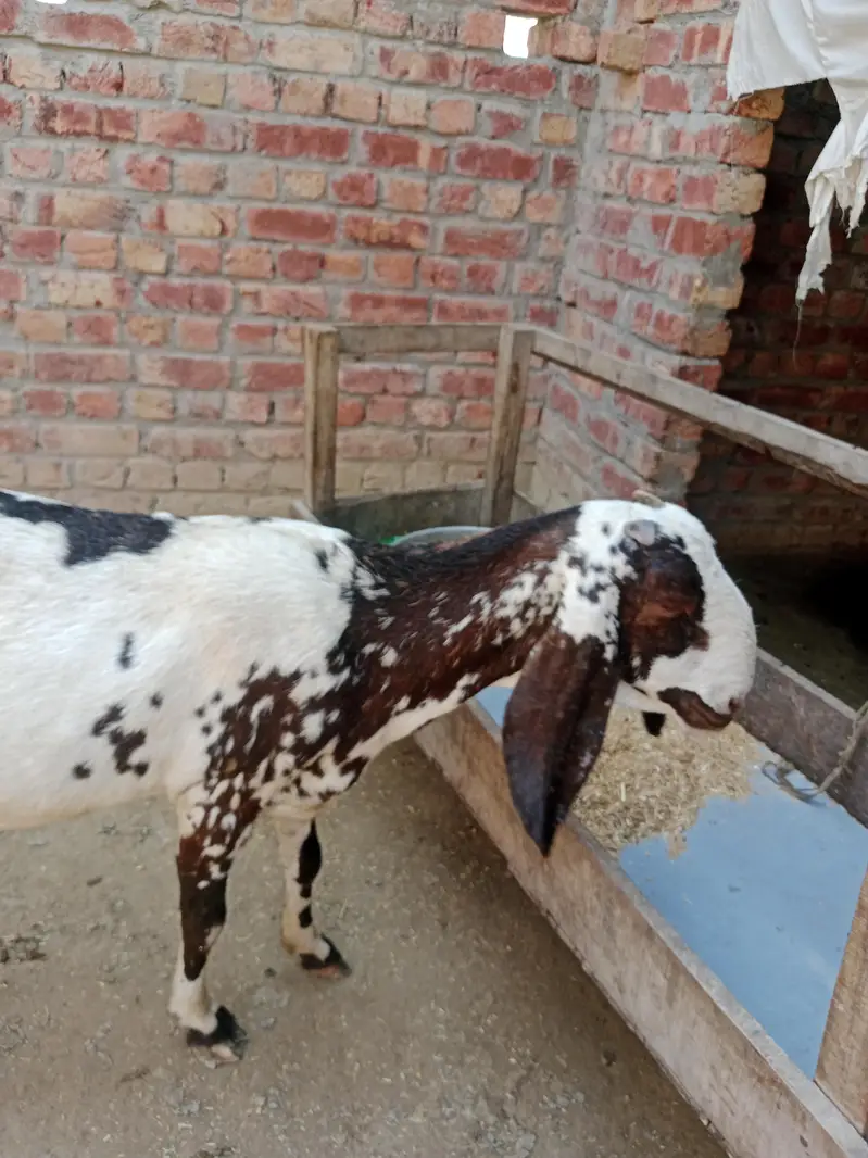 breeder rajanpori  or 2 bkriya — photo 6