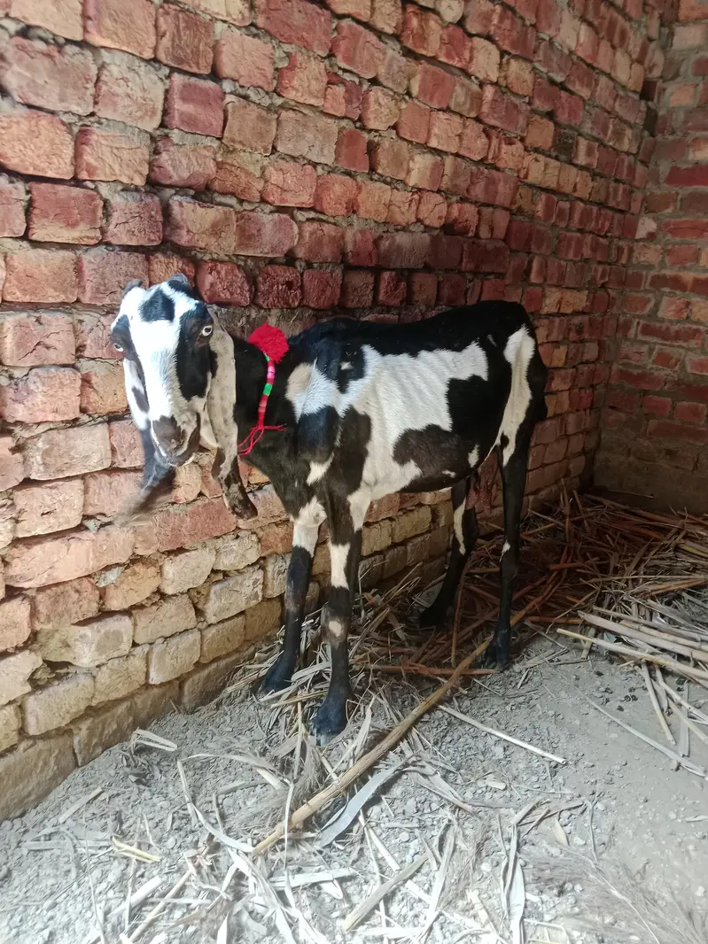 breeder rajanpori  or 2 bkriya — photo 7