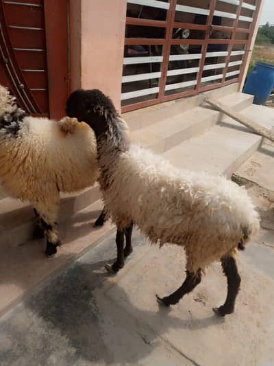 Dumba,sheep,dumbi