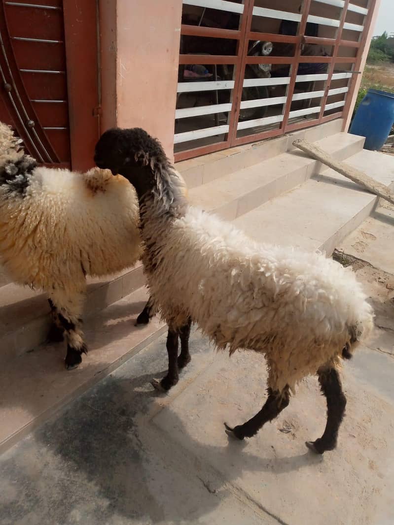 Dumba,sheep,dumbi 0