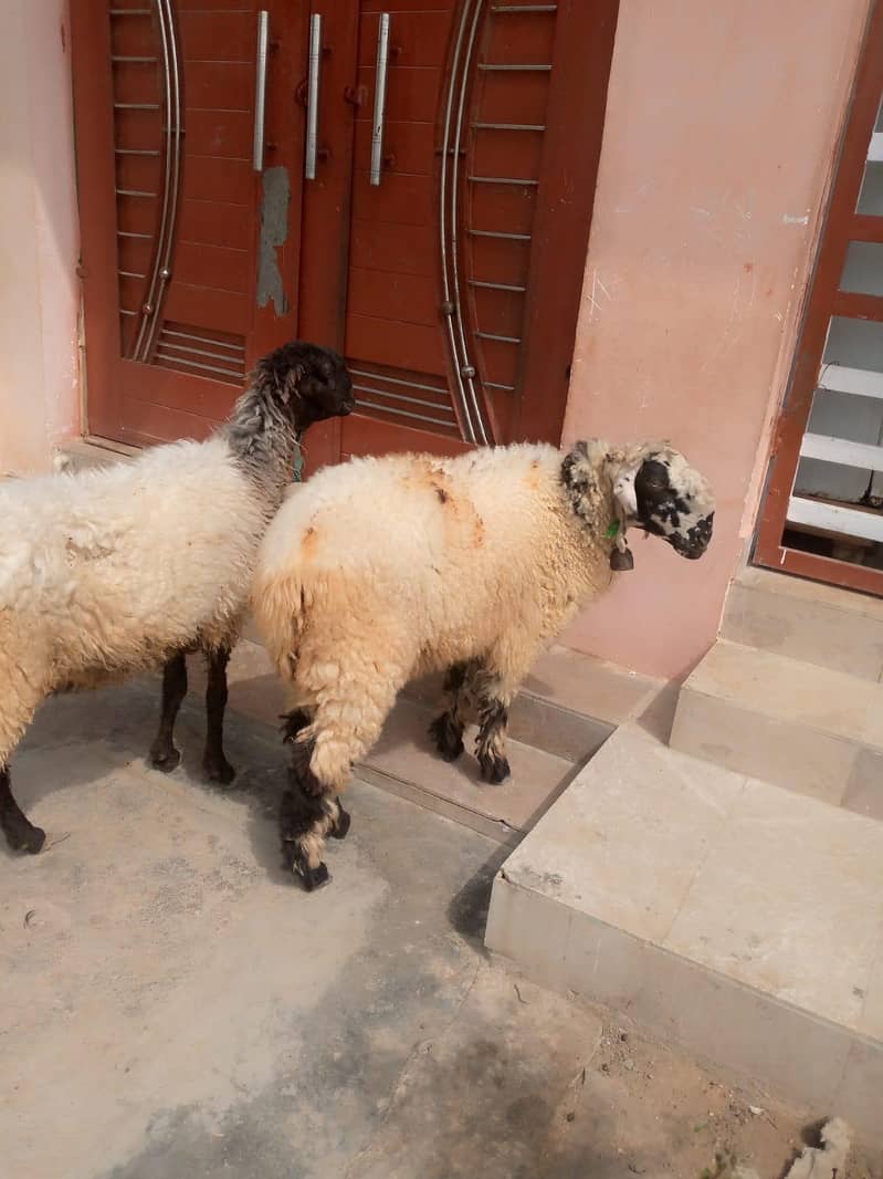 Dumba,sheep,dumbi 1