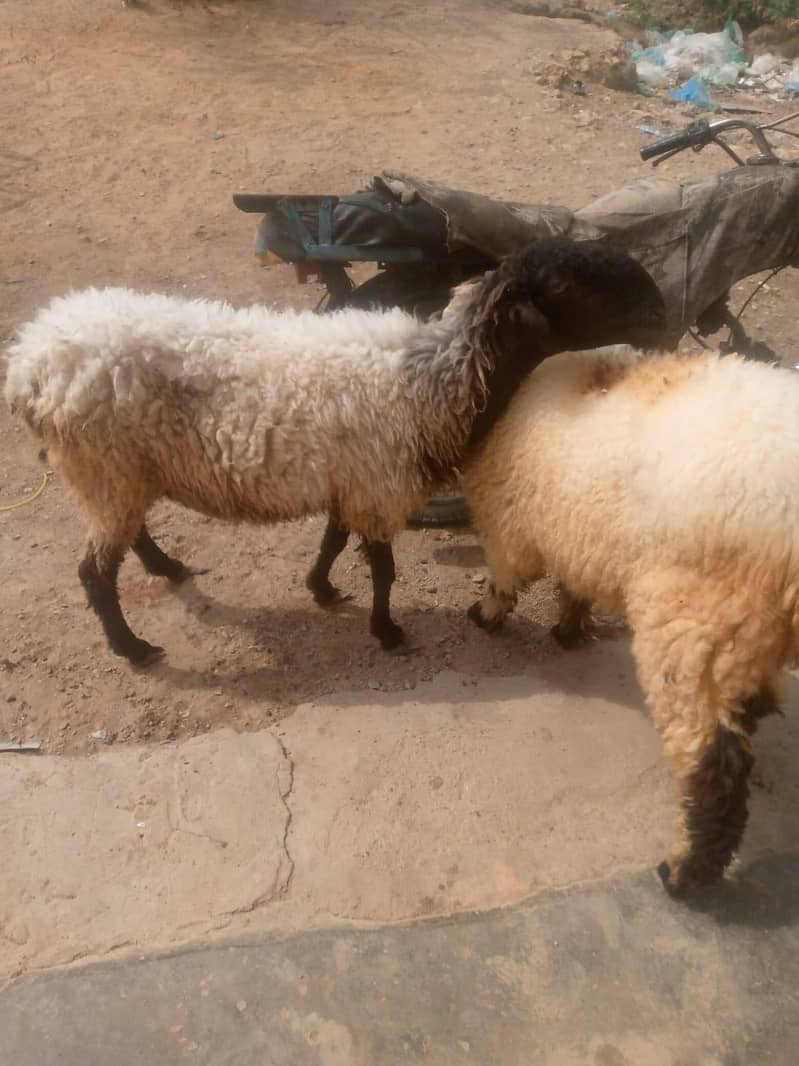 Dumba,sheep,dumbi 2