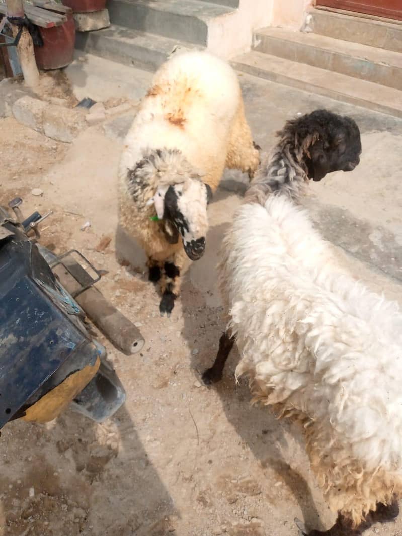 Dumba,sheep,dumbi 3