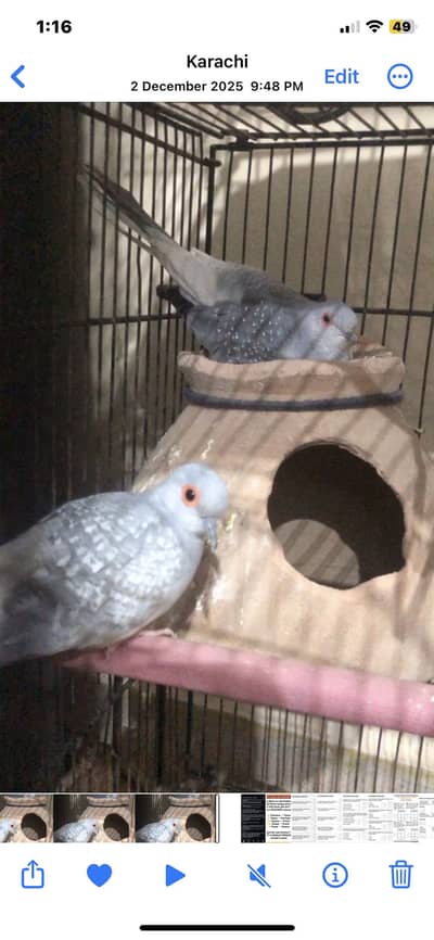 Selling pair of French doves