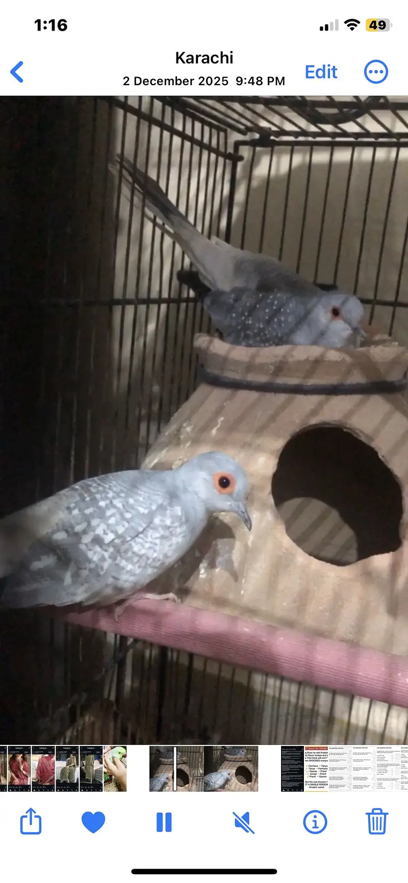 Selling pair of French doves — photo 2