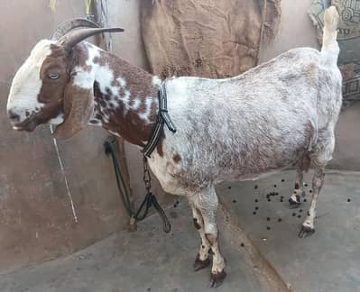 Gabban Tyar Bakri  For Sale 0316-2918168