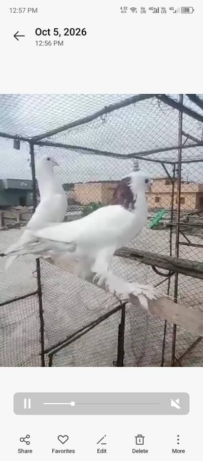 gar ki barid ha g