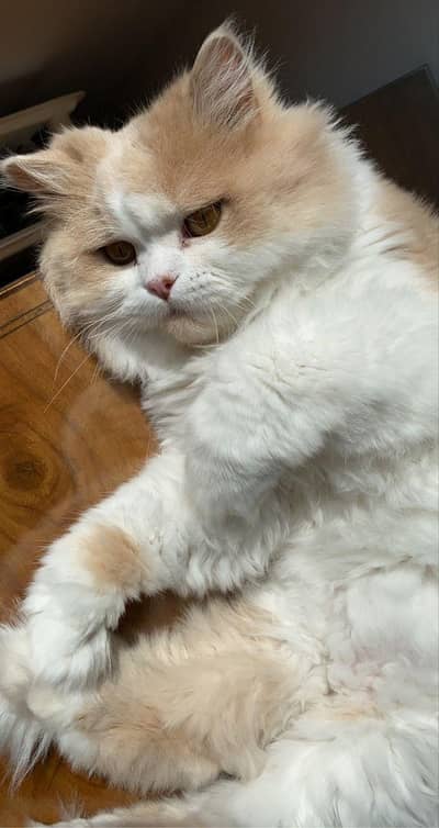 semi punched Persian male