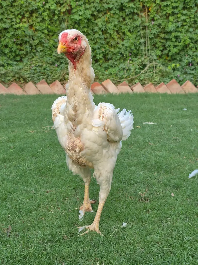 White King Shamo breeder | Supreme Quality shamo _pure aseel shamo — photo 2