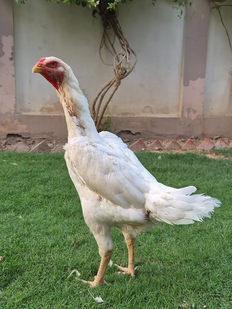 White King Shamo breeder | Supreme Quality shamo _pure aseel shamo — photo 3