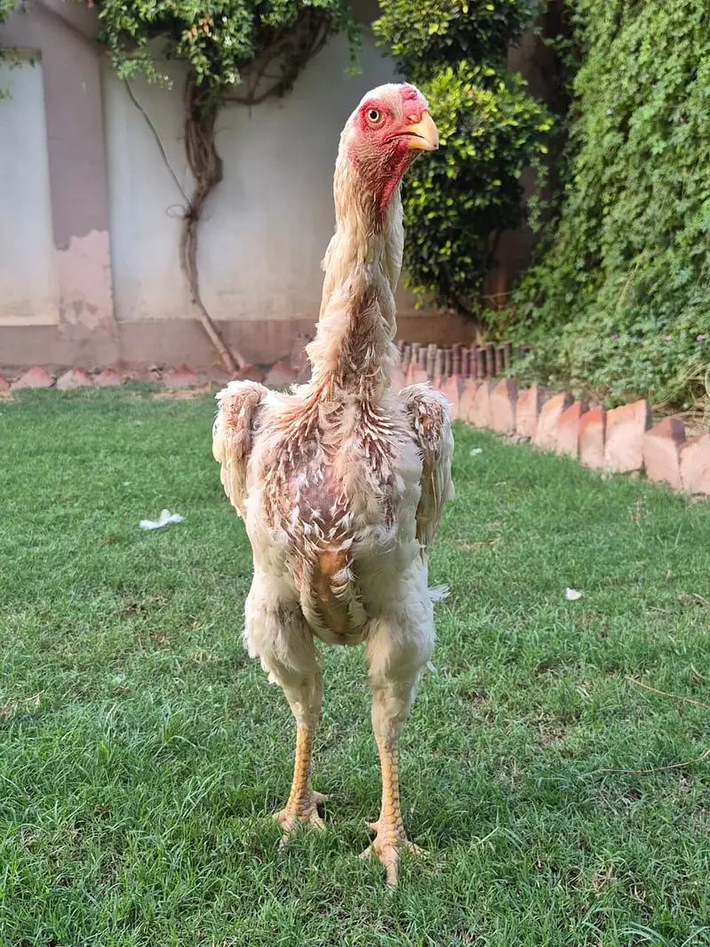 White King Shamo breeder | Supreme Quality shamo _pure aseel shamo — photo 4