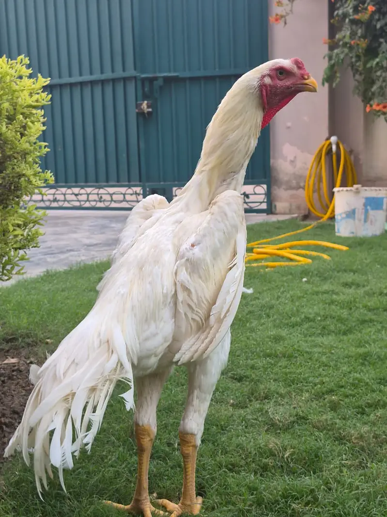 White King Shamo breeder | Supreme Quality shamo _pure aseel shamo — photo 5