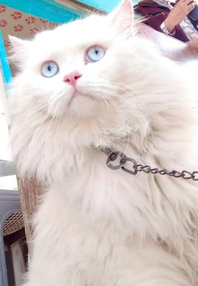 cat blue eyes