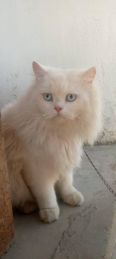 cat blue eyes