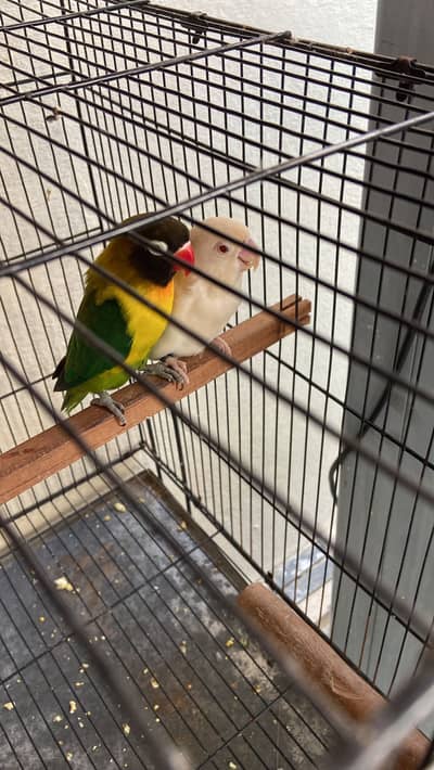 Lovebird breeder pair