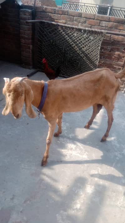 MashaAllah Pure Beetal Bakri For Sale - Lahore