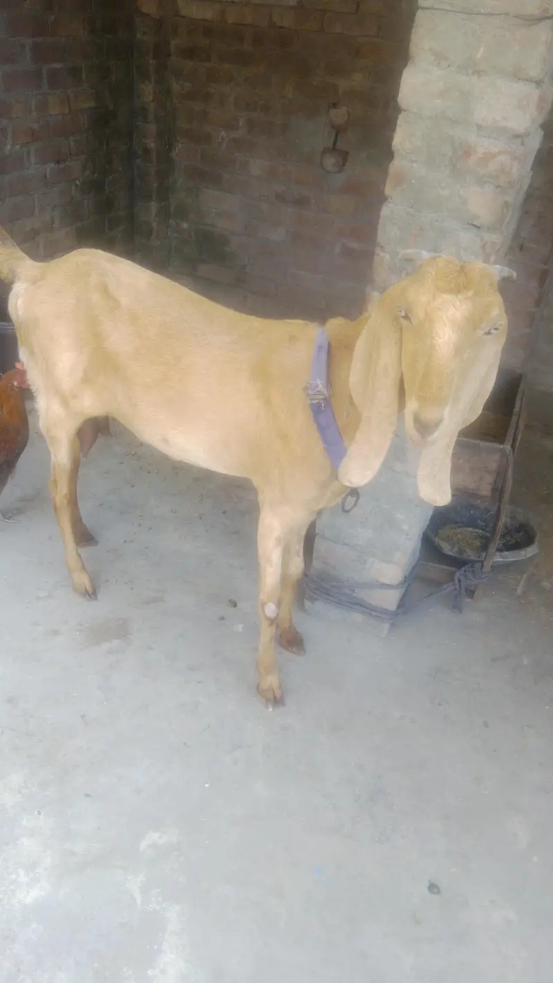 MashaAllah Pure Beetal Bakri For Sale - Lahore — photo 2
