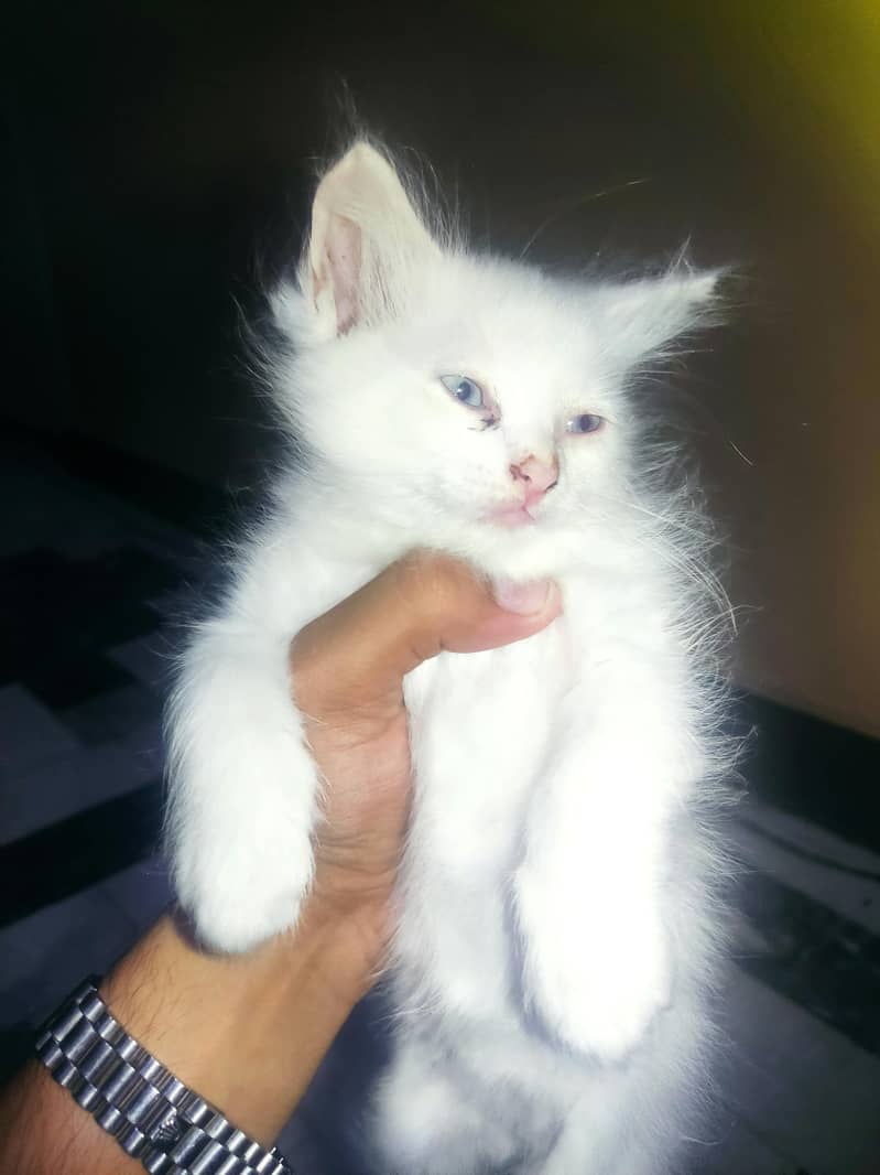 kitten 0