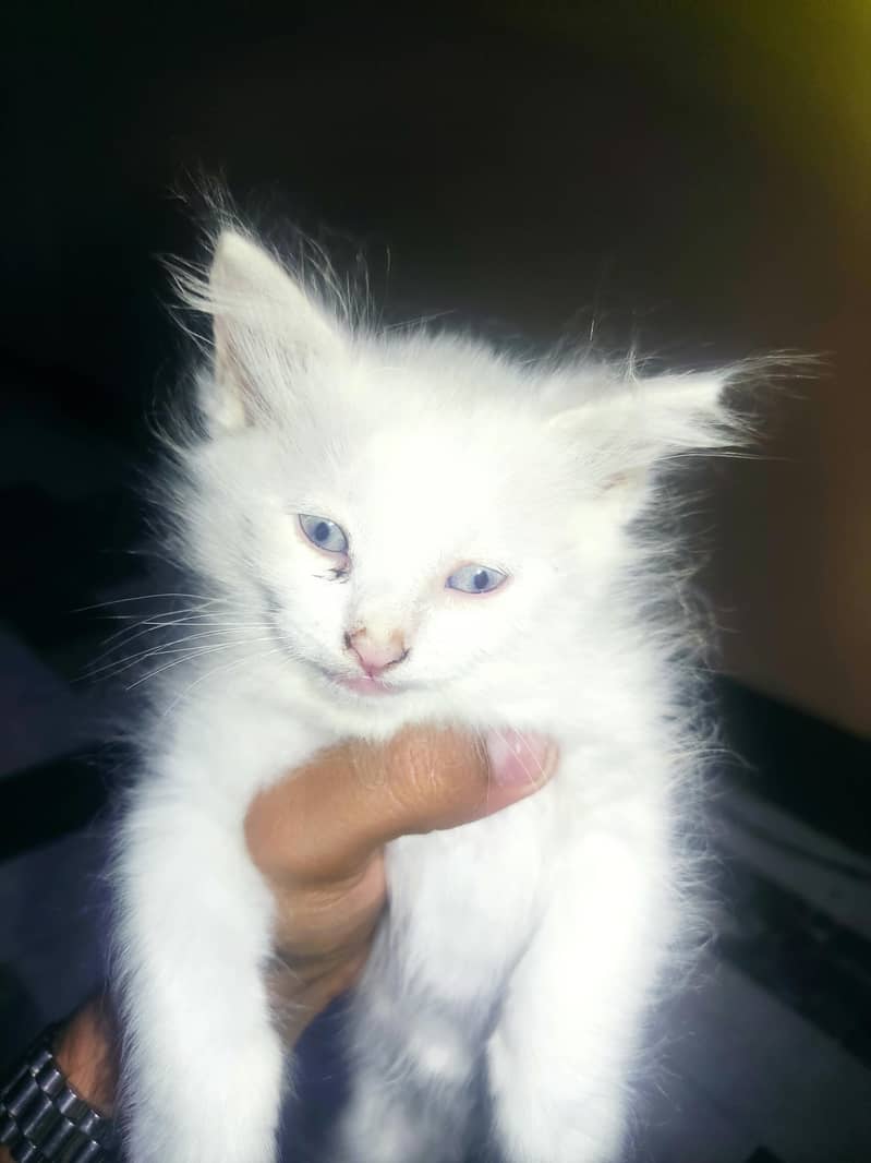 kitten 1