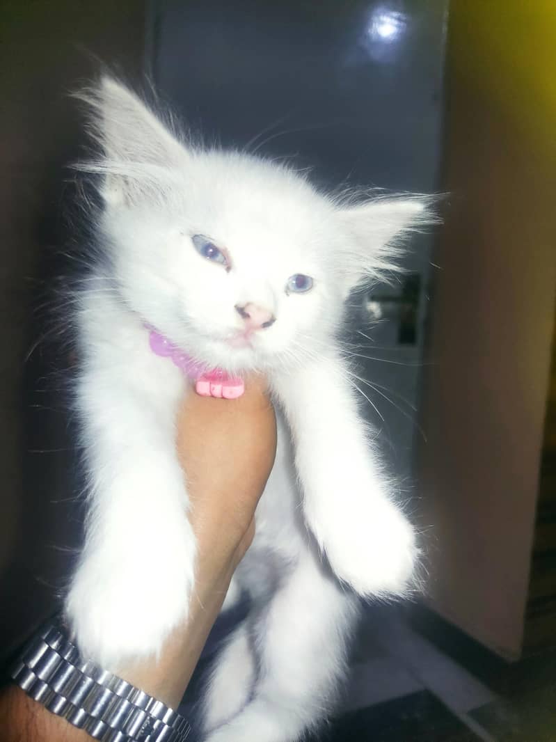 kitten 2