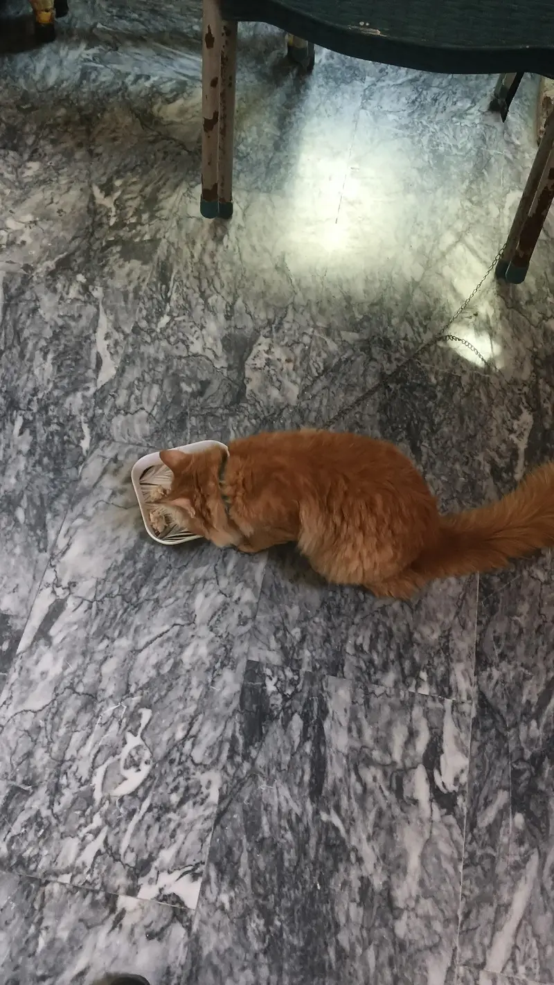 Persian cat (Female) 03114343033 — photo 2