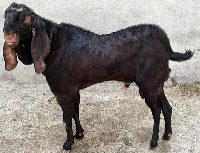 pure beetle 0