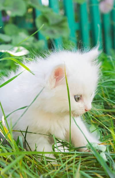 cat for sale